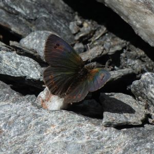 Erebia cassioides (Reiner & Hochenwarth, 1792) Schillernder Mohrenfalter