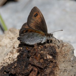 Erebia cassioides (Reiner & Hochenwarth, 1792) Schillernder Mohrenfalter