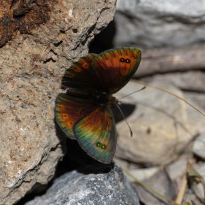 Erebia cassioides (Reiner & Hochenwarth, 1792) Schillernder Mohrenfalter
