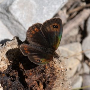 Erebia cassioides (Reiner & Hochenwarth, 1792) Schillernder Mohrenfalter