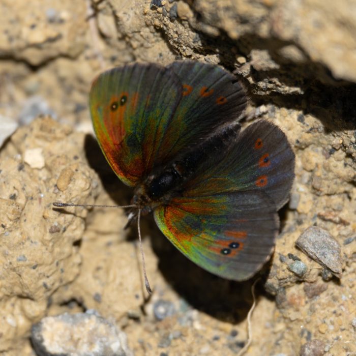 Erebia cassioides (Reiner & Hochenwarth, 1792) Schillernder Mohrenfalter