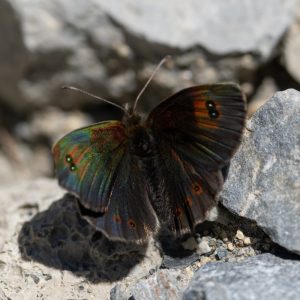 Erebia cassioides (Reiner & Hochenwarth, 1792) Schillernder Mohrenfalter