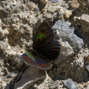 Erebia cassioides (Reiner & Hochenwarth, 1792) Schillernder Mohrenfalter