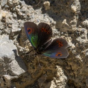 Erebia cassioides (Reiner & Hochenwarth, 1792) Schillernder Mohrenfalter