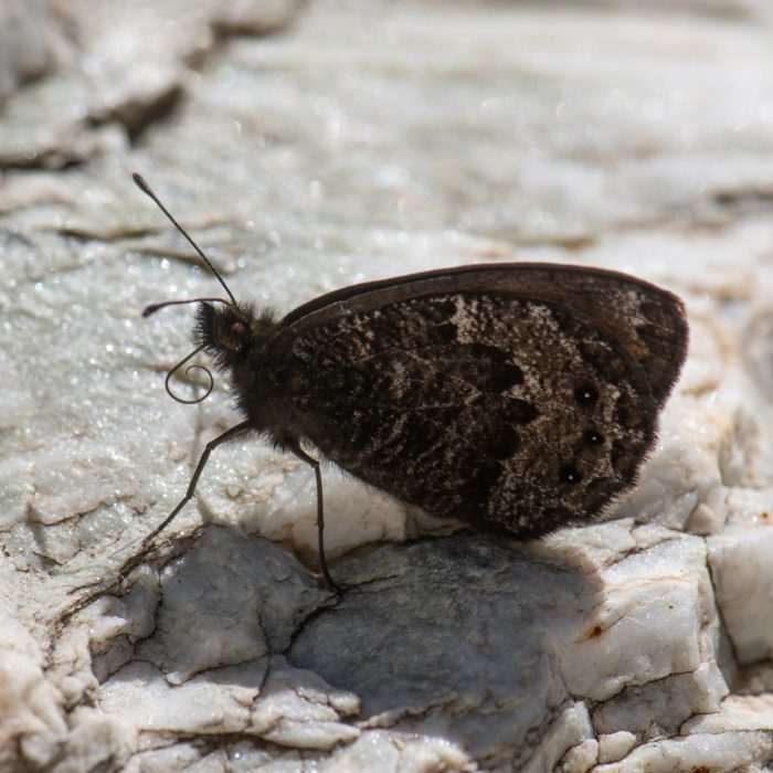Erebia montanus (De Prunner, 1798) Marmorierter Mohrenfalter