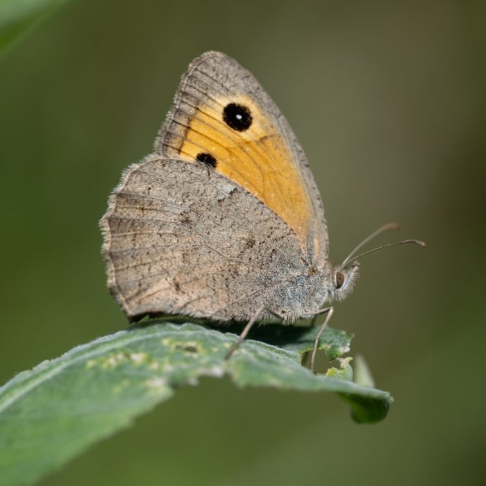 Hyponephele lycaon (Rottemburg, 1775) Kleines Ochsenauge