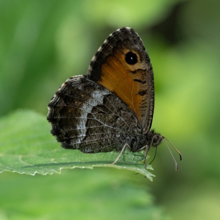 Arethusana arethusa (Denis & Schiffermüller, 1775) Rotbindiger Samtfalter