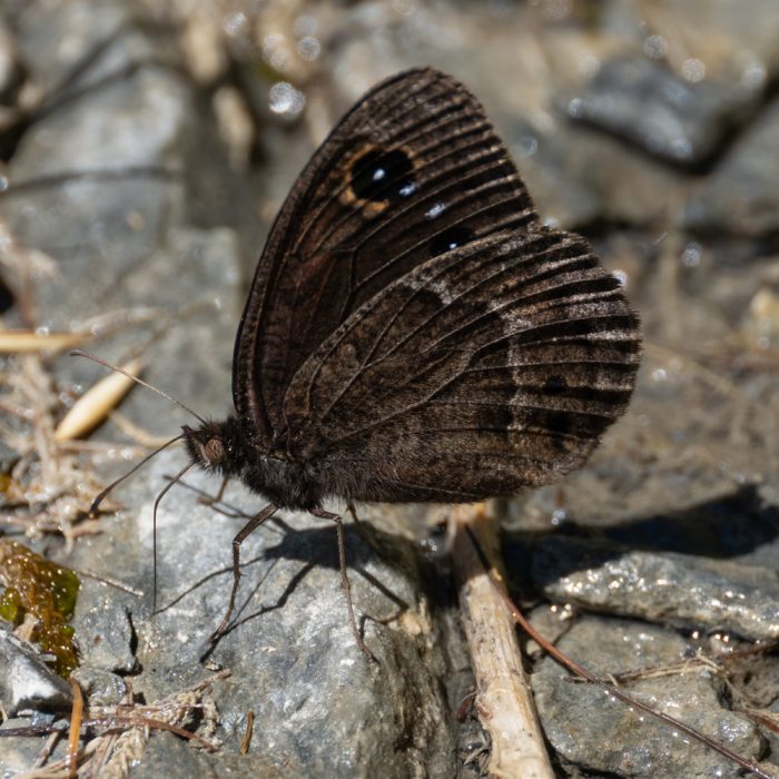 Satyrus ferula (Fabricius, 1793) Weißkernauge
