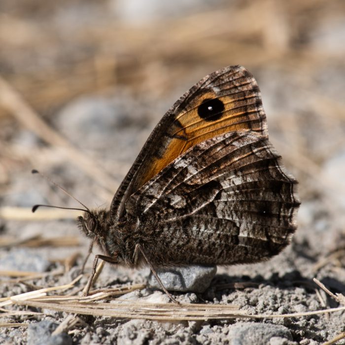 Hipparchia semele (Linnaeus, 1758) Ockerbindiger Samtfalter, Rostbinde