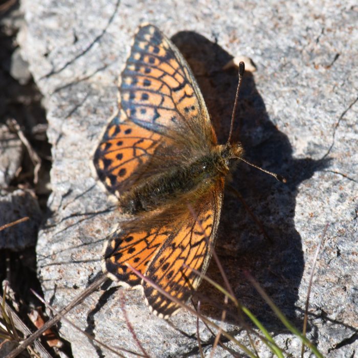 Boloria napaea (Hoffmannsegg, 1804) Ähnlicher Perlmuttfalter