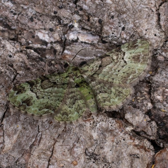 Pasiphila rectangulata (Linnaeus, 1758) Graugrüner Apfel-Blütenspanner