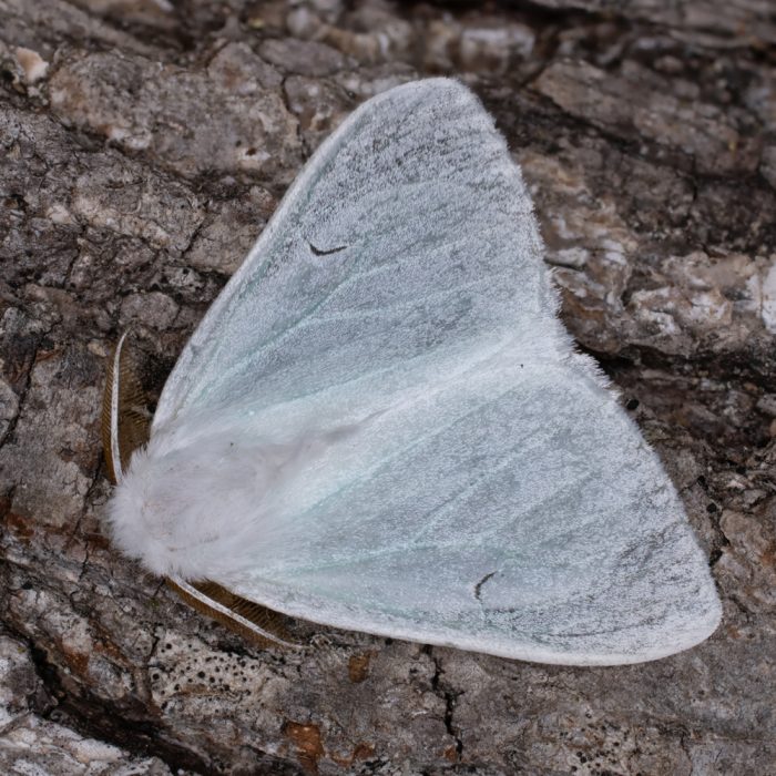 Arctornis l-nigrum (Müller, 1764) Schwarzes L