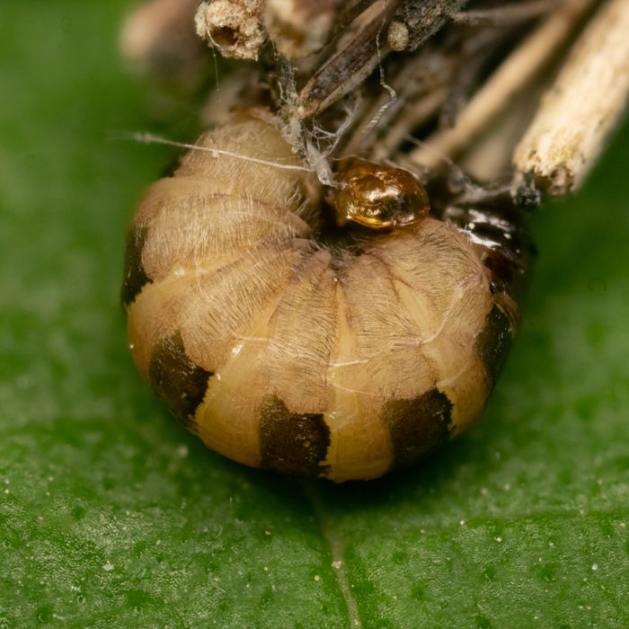 Psyche casta (Pallas, 1767) Kleiner Rauch-Sackträger