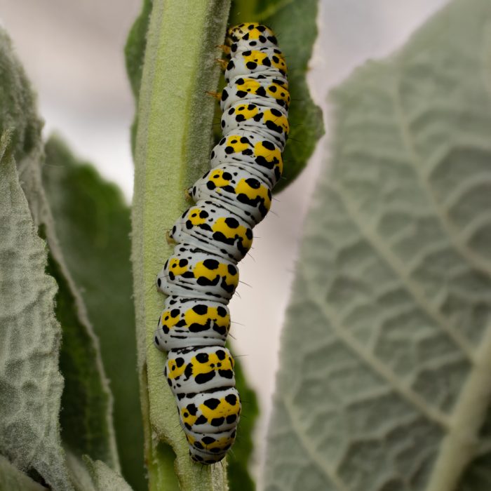 Cucullia verbasci (Linnaeus, 1758) Königskerzen-Mönch