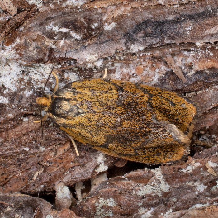 Ptycholoma lecheana (Linnaeus, 1758) Schein-Prachtwickler
