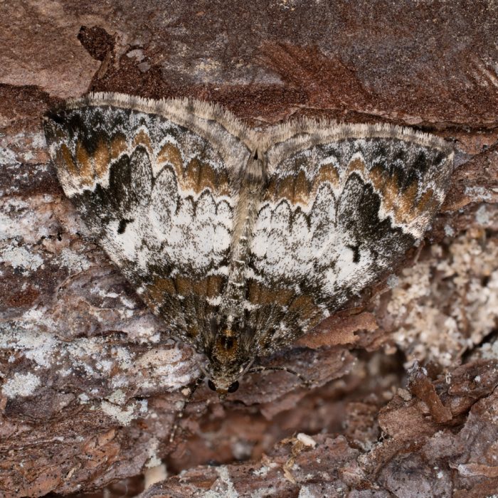 Dysstroma truncata (Hufnagel, 1767) Möndchenflecken-Bindenspanner