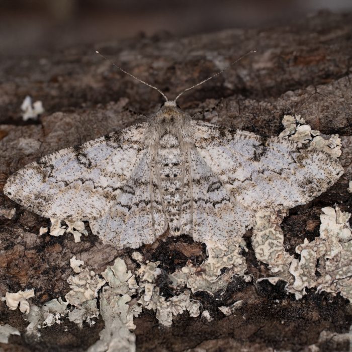 Ascotis selenaria (Denis & Schiffermüller, 1775) Mondfleck-Rindenspanner