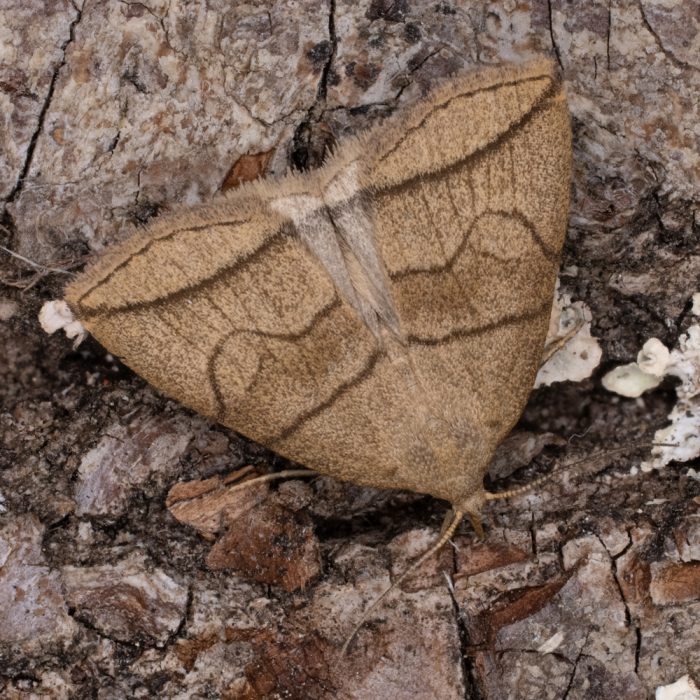 Herminia grisealis (Denis & Schiffermüller, 1775) Bogenlinien-Spannereule