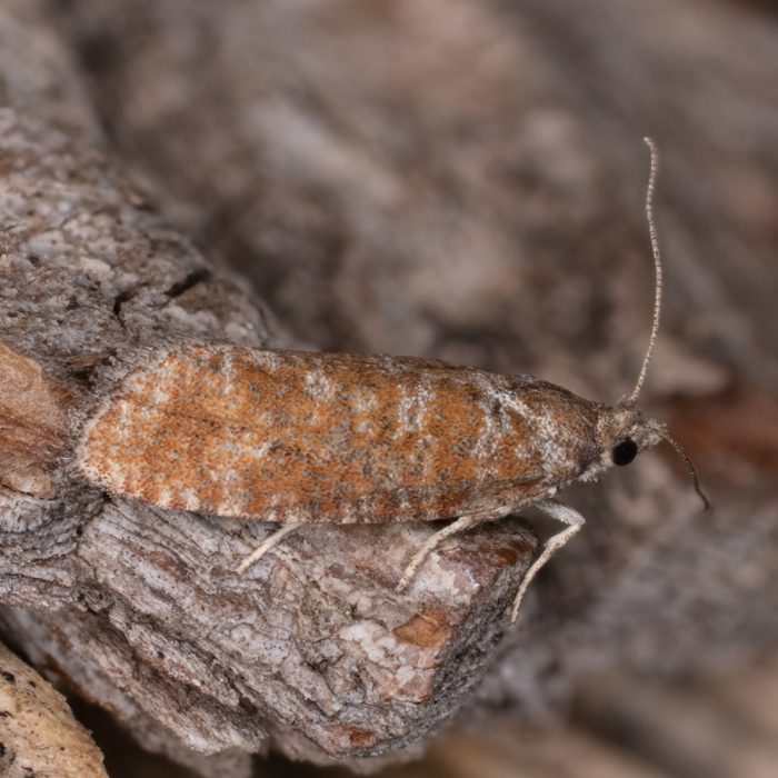 Rhyacionia pinivorana (Lienig & Zeller, 1846) Wickler