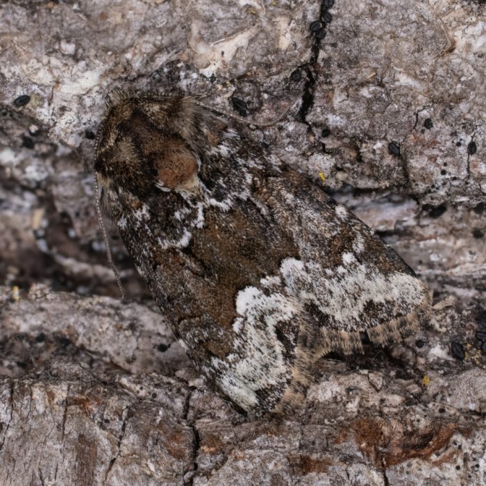 Oligia strigilis (Linnaeus, 1758) Striegel-Halmeulchen, Gezähntes Halmeulchen