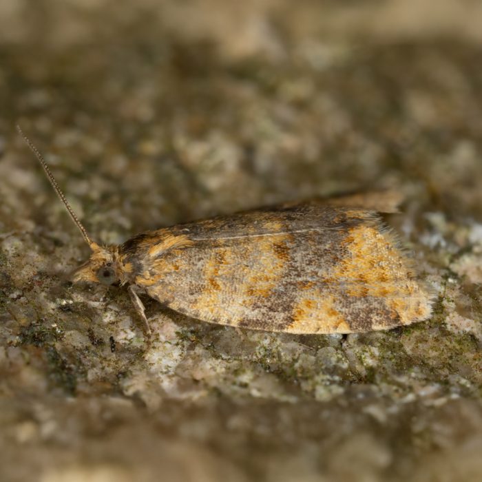 Epagoge grotiana (Fabricius, 1781) Braungebänderter Breitwickler