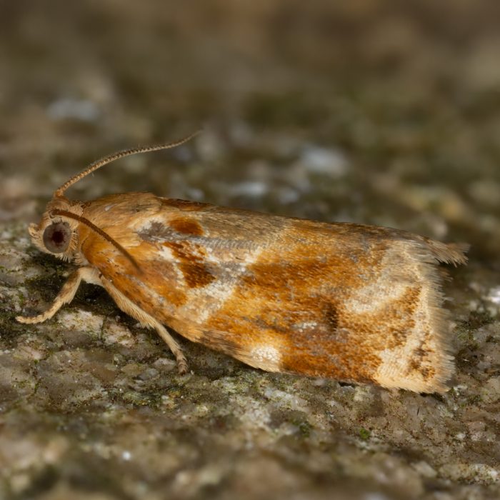 Archips xylosteana (Linnaeus, 1758) Aprikosenwickler