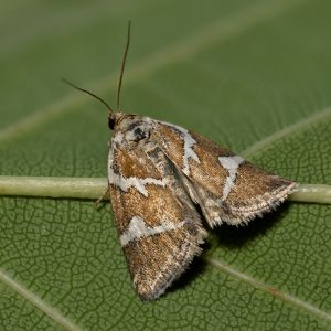 Deltote bankiana (Fabricius, 1775) Silbergestreiftes Grasmotteneulchen, Silbereulchen