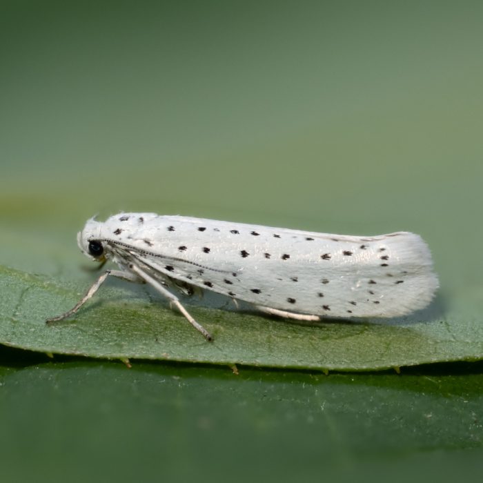 Yponomeuta evonymella (Linnaeus, 1758) Traubenkirschen-Gespinstmotte