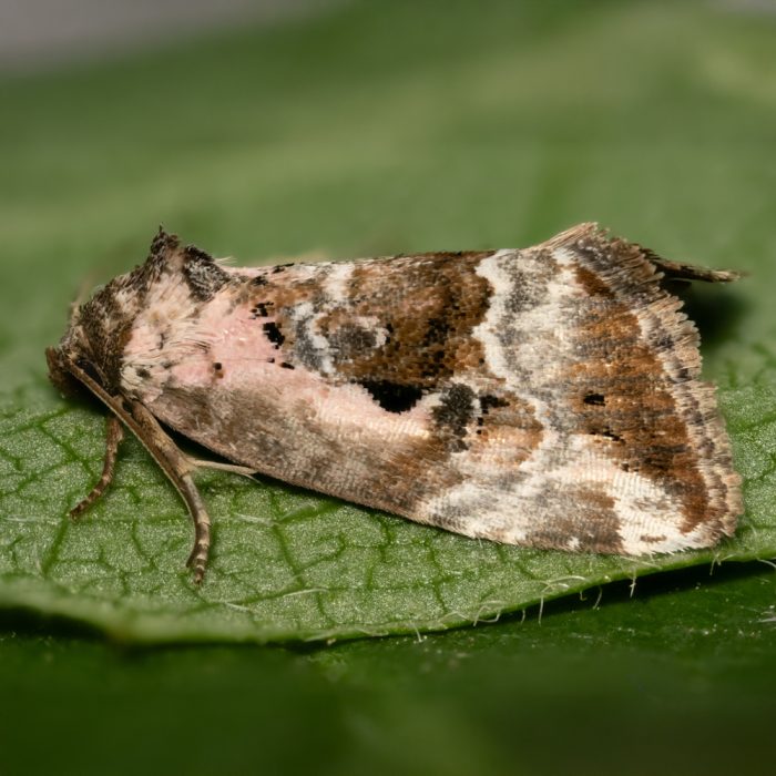 Elaphria venustula (Hübner, 1790) Marmoriertes Gebüscheulchen