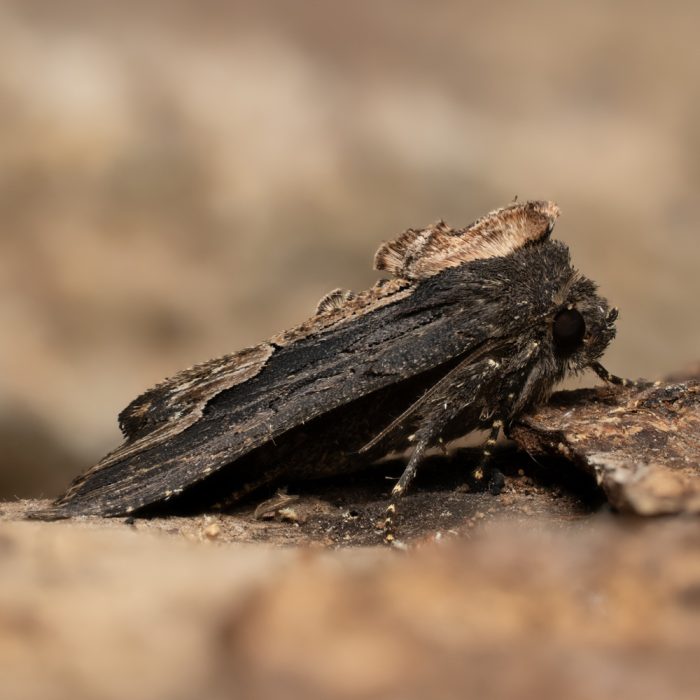 Dypterygia scabriuscula (Linnaeus, 1758) Dunkle Knötericheule