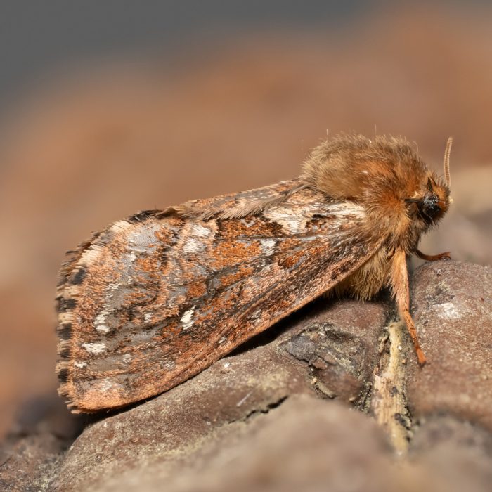 Korscheltellus fusconebulosa (De Geer, 1778) Adlerfarn-Wurzelbohrer