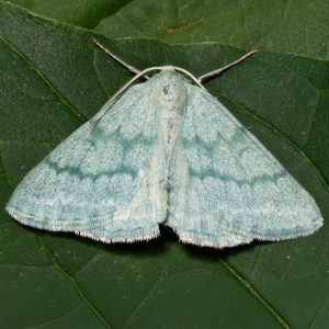 Pseudoterpna pruinata (Hufnagel, 1767) Ginster-Grünspanner
