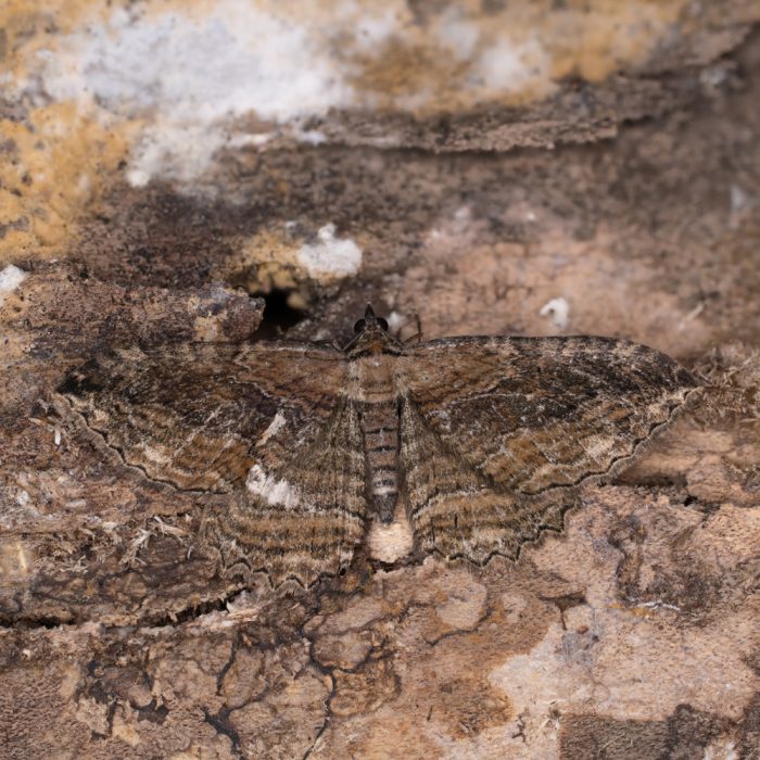 Philereme transversata (Hufnagel, 1767) Großer Kreuzdornspanner