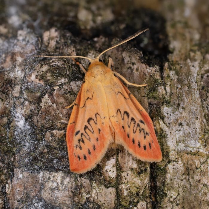 Miltochrista miniata (Forster, 1771) Rosen-Flechtenbärchen