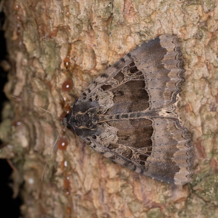 Mormo maura (Linnaeus, 1758) Schwarzes Ordensband