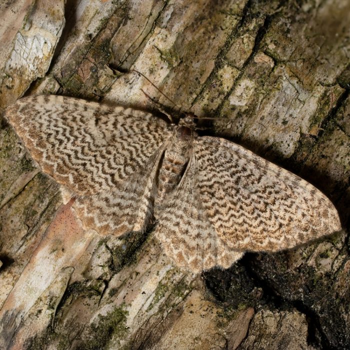 Hydria undulata (Linnaeus, 1758) Wellenspanner
