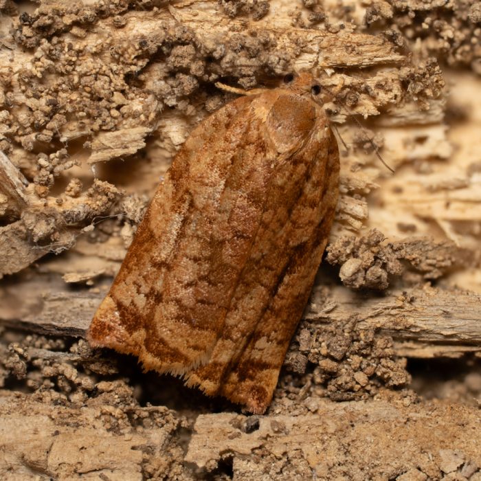 Archips oporana (Linnaeus, 1758) Kiefernnadelwickler