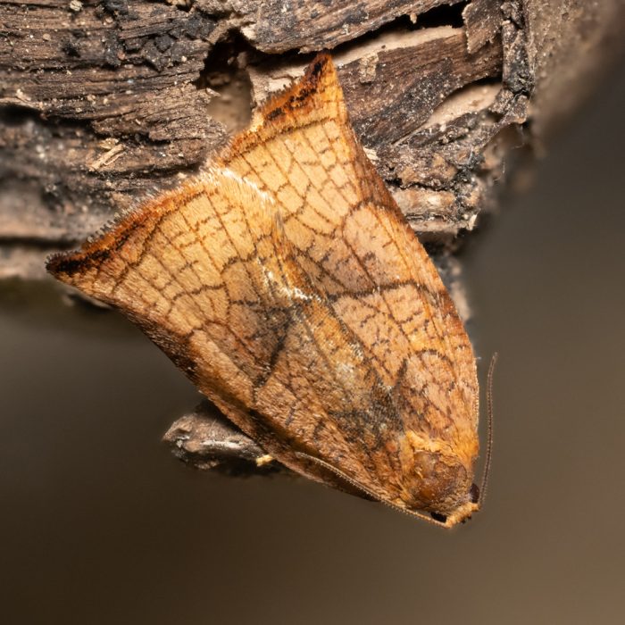 Archips podana (Scopoli, 1763) Eschenzwieselwickler