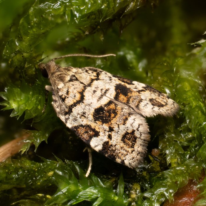 Dichelia histrionana (Frölich, 1828) Grauer Fichtenwickler