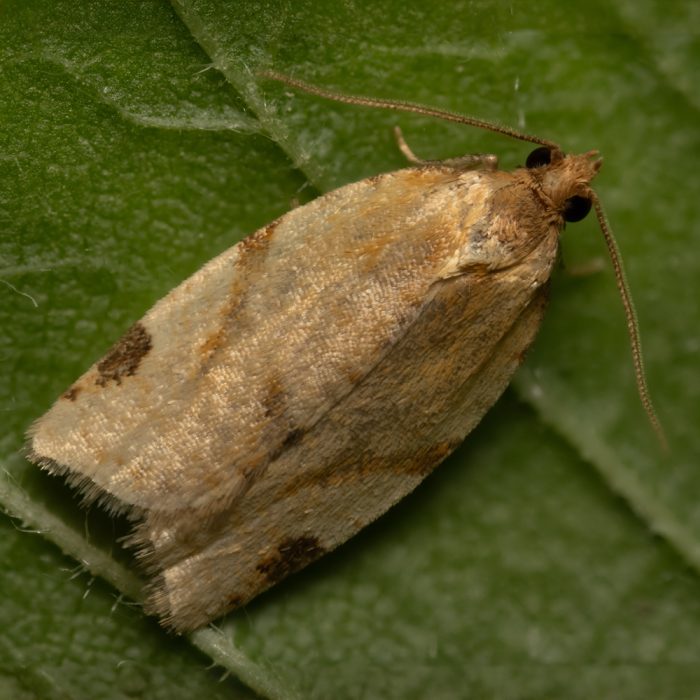 Paramesia gnomana (Clerck, 1759) Zweifleckiger Waldrandwickler