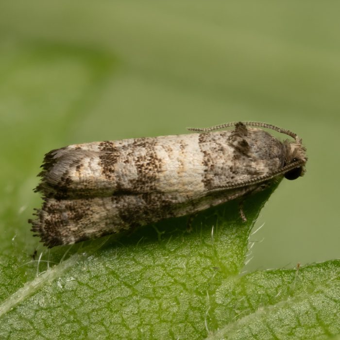 Piniphila bifasciana (Haworth, 1811) Zweibindiger Kiefernwaldwickler