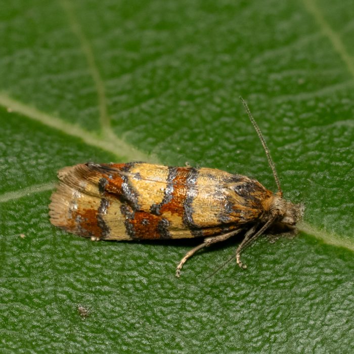 Aethes tesserana (Denis & Schiffermüller, 1775) Bitterkraut-Wurzelwickler