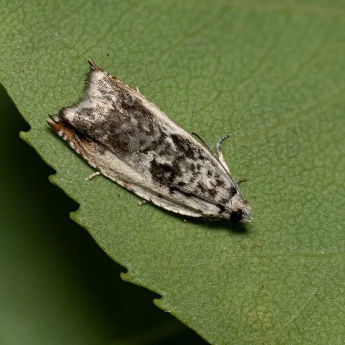 Ancylis laetana (Fabricius, 1775) Espen-Spitzflügelwickler
