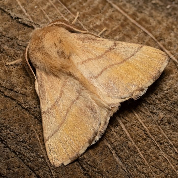 Malacosoma neustria (Linnaeus, 1758) Ringelspinner