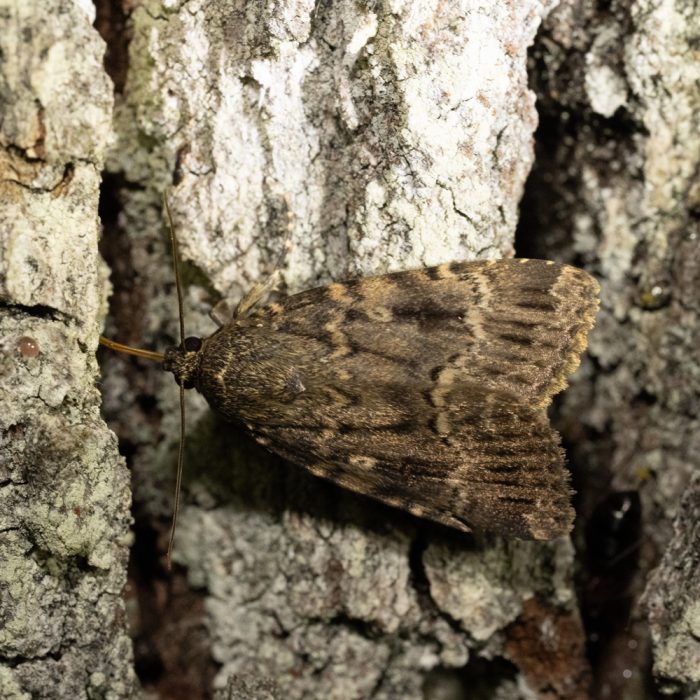 Amphipyra berbera Rungs, 1949 Svenssons Pyramideneule