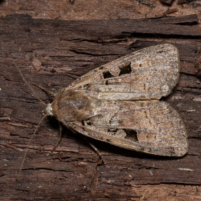 Xestia triangulum (Hufnagel, 1766) Triangel-Bodeneule