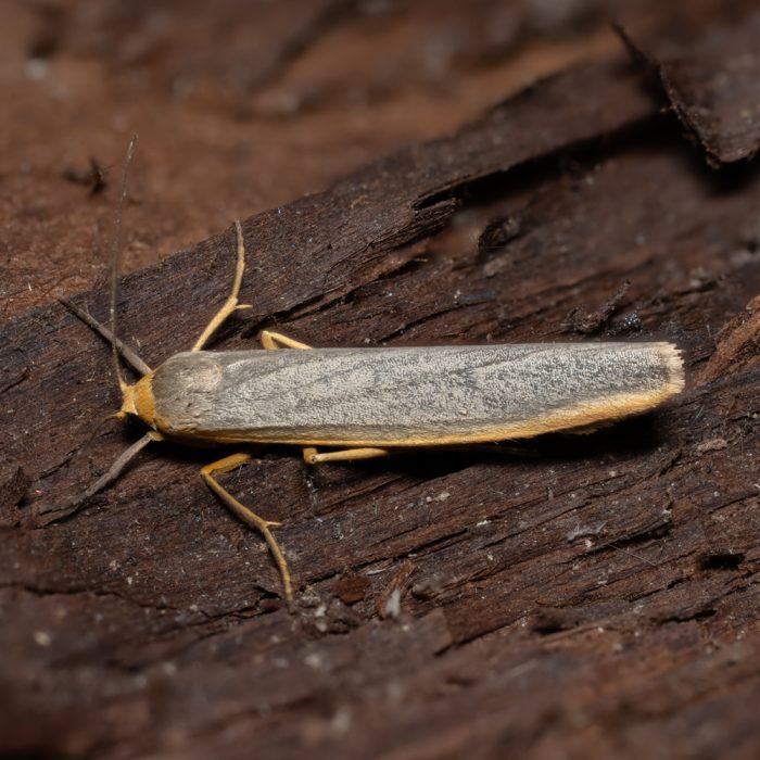 Eilema complana (Linnaeus, 1758) Gelbleib-Flechtenbärchen
