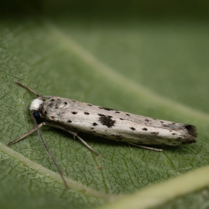 Yponomeuta plumbella ([Denis & Schiffermüller], 1775) Faulbaum-Gespinstmotte