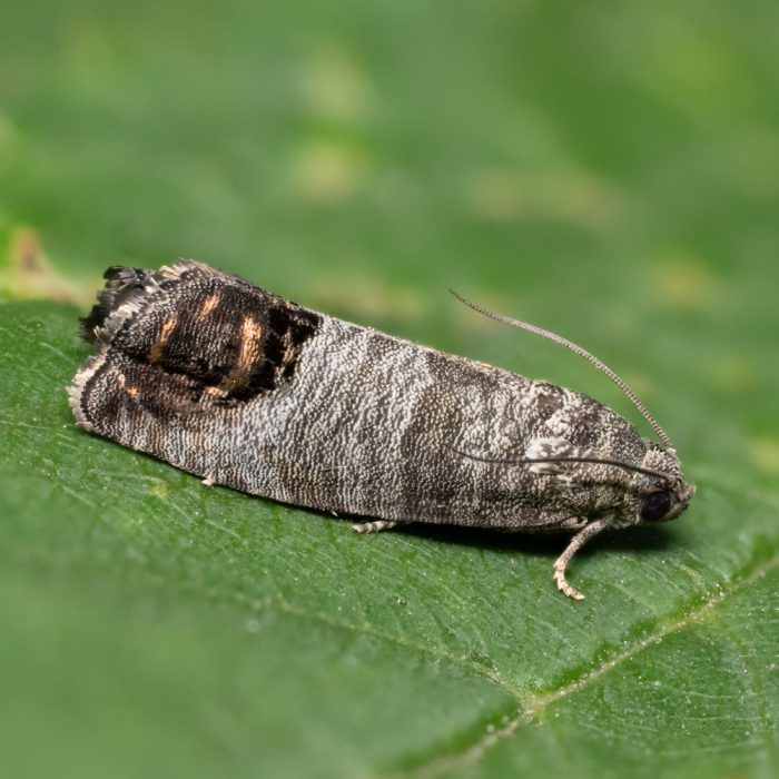 Cydia pomonella (Linnaeus, 1758) Apfelwickler
