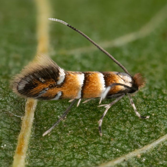 Phyllonorycter klemannella (Fabricius, 1781) Goldrücken-Erlenminiermotte